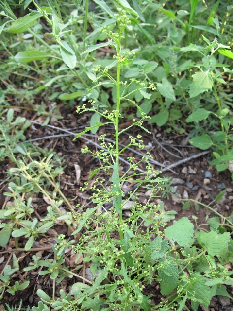 Chenopodium graveloens